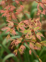 Butterfly Japanese Maple, Acer palmatum 'Butterfly'